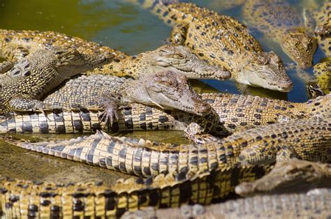 hermes crocodile plant australia